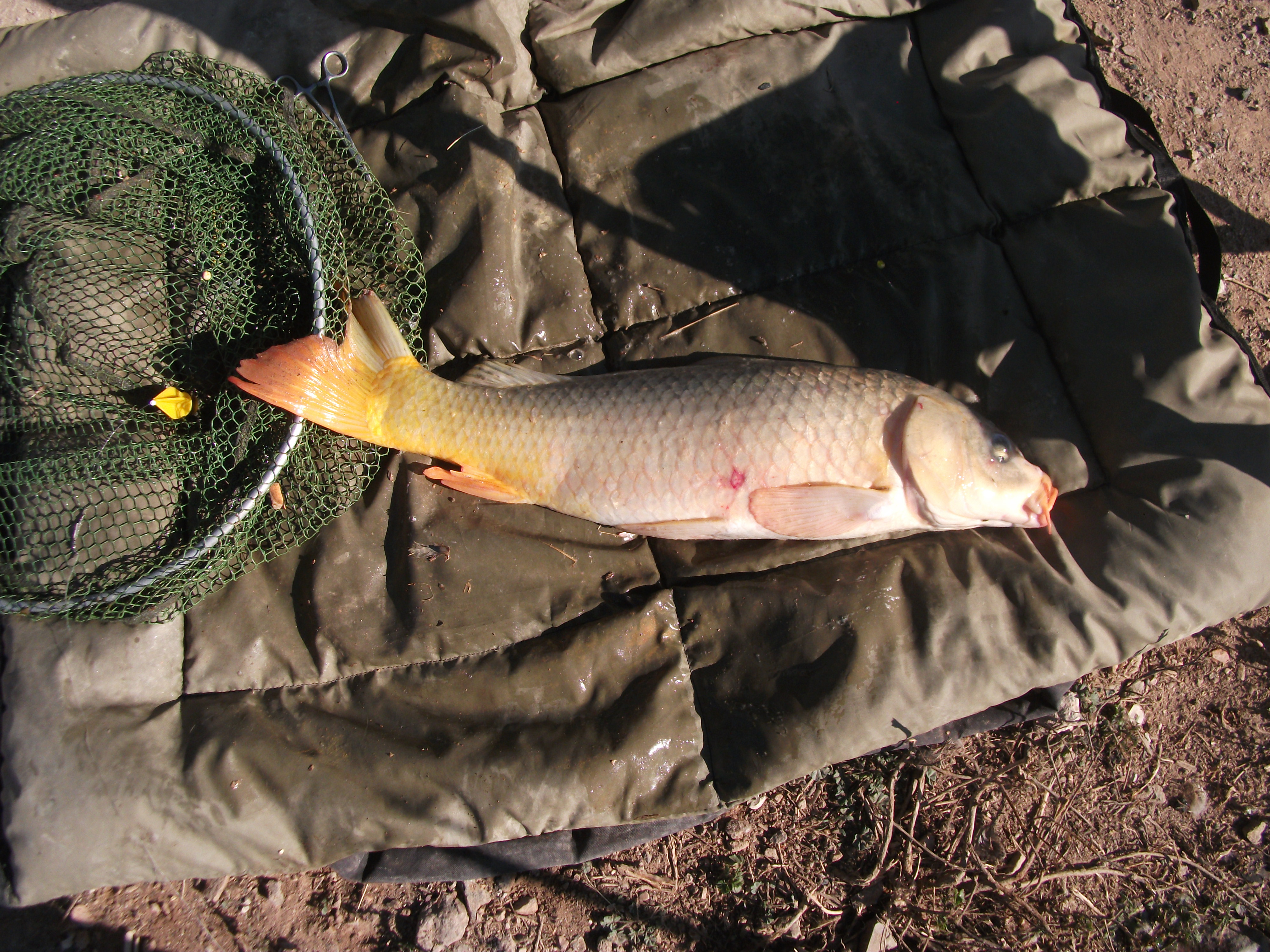 Christopher vang Karp 3.7Kg