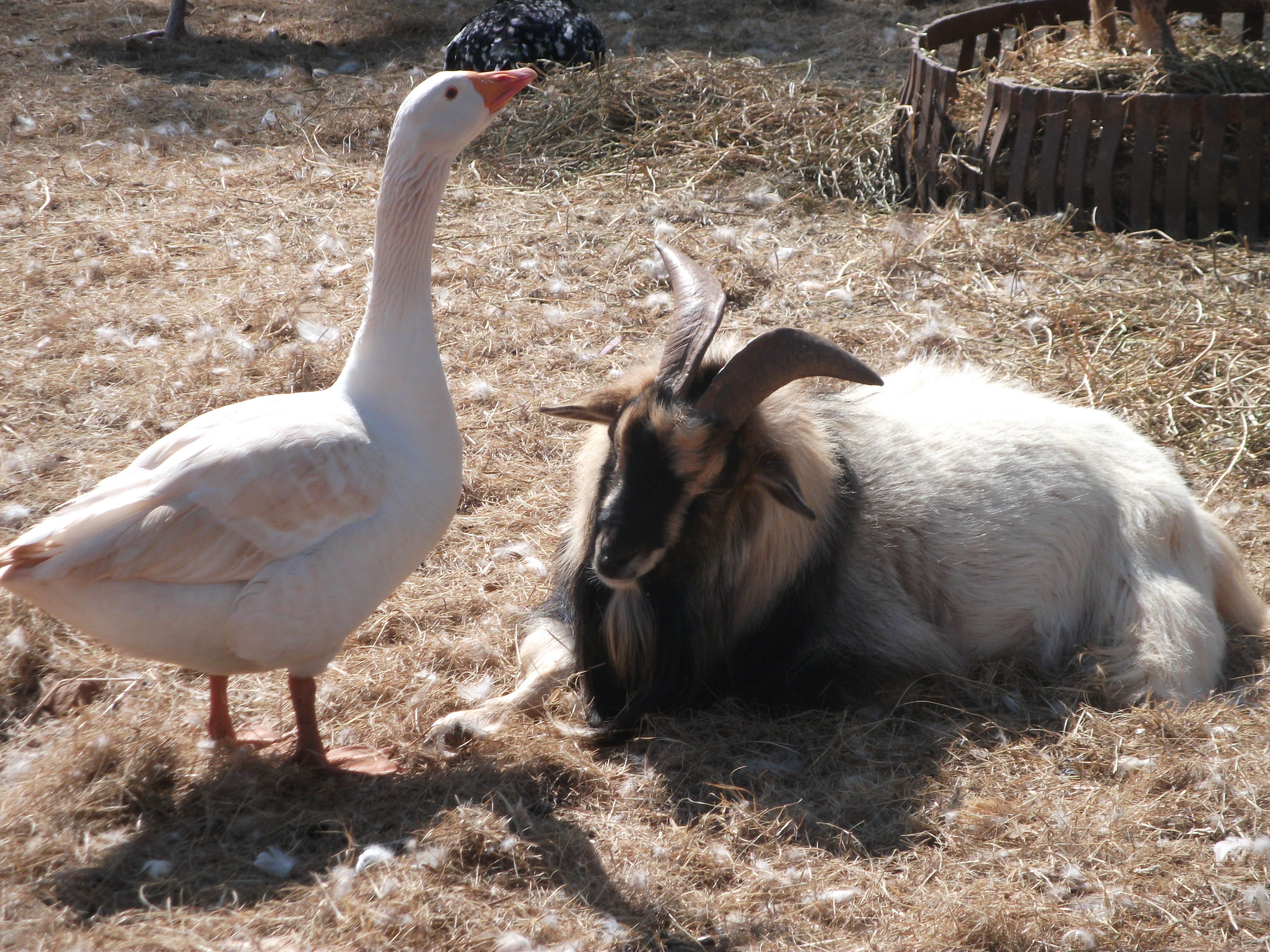 GANS EN BOK