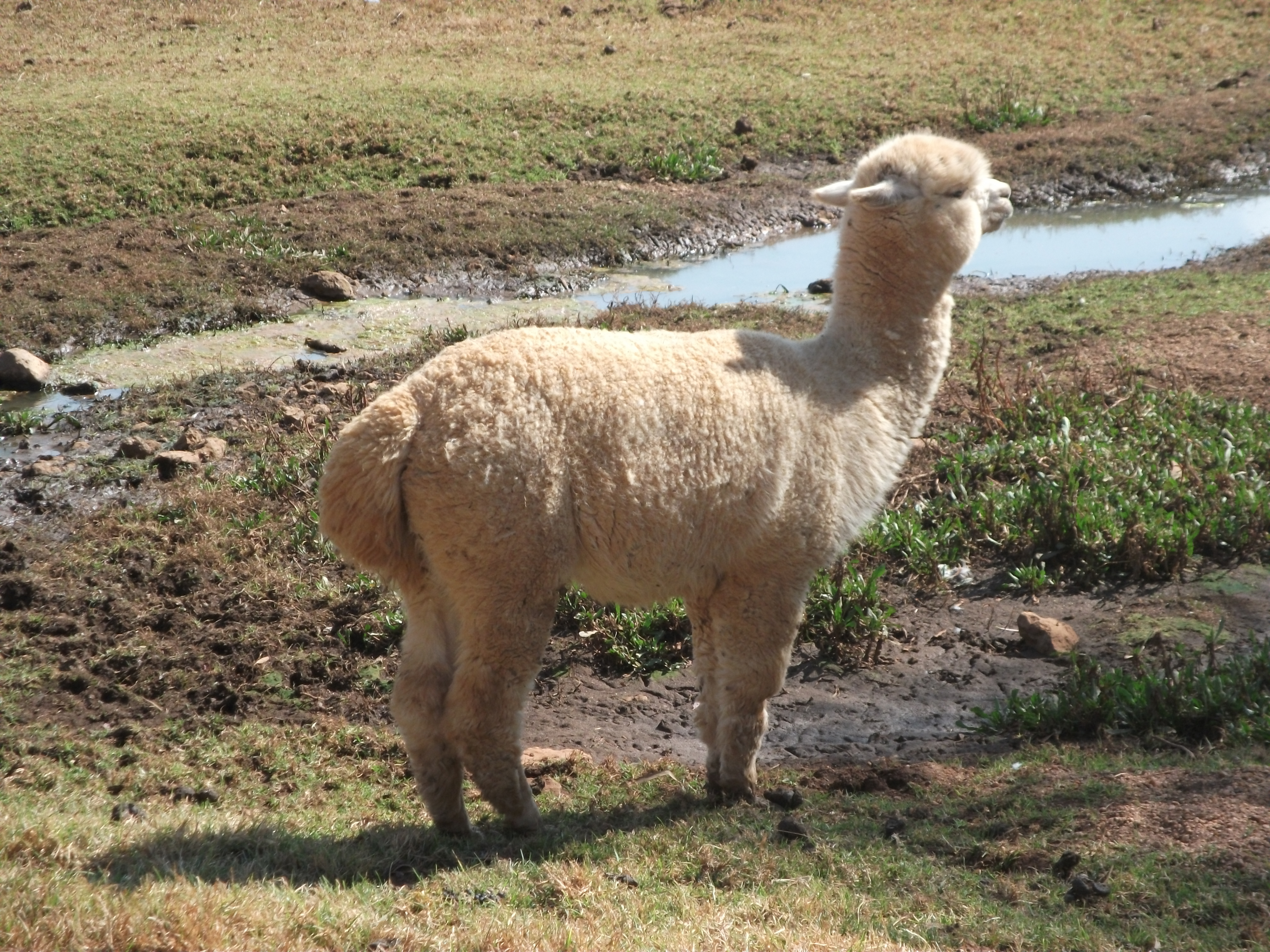 Lama