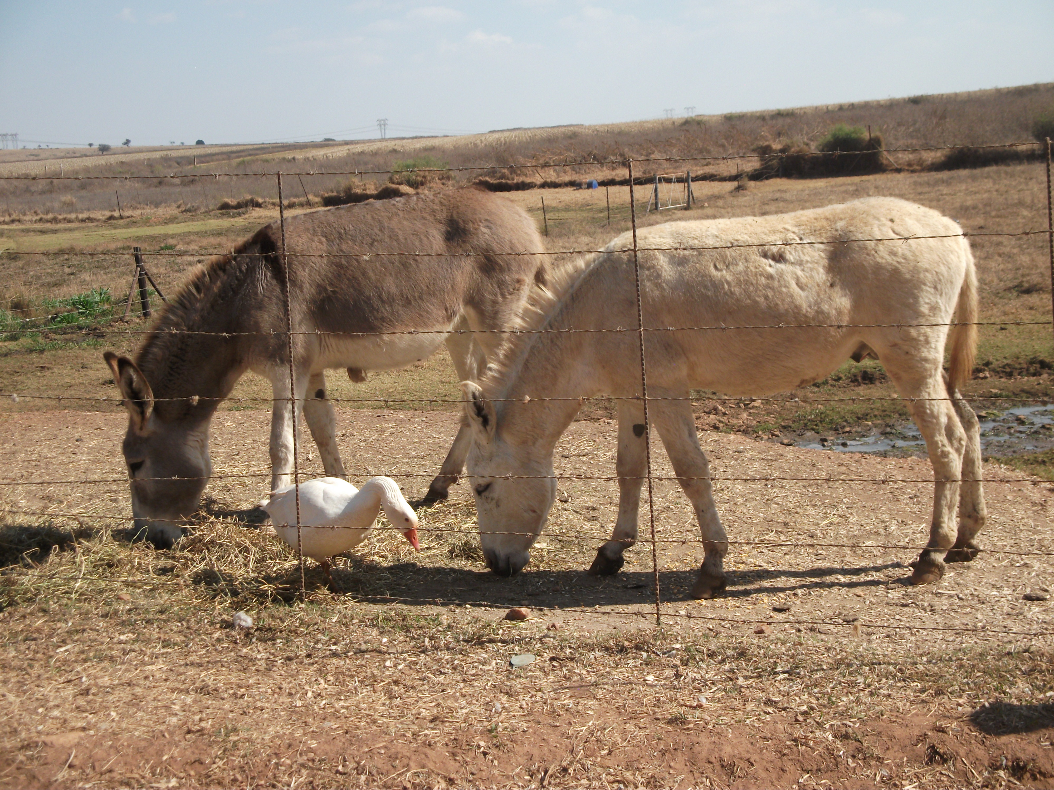 Die gans keer jou weg van die donkies