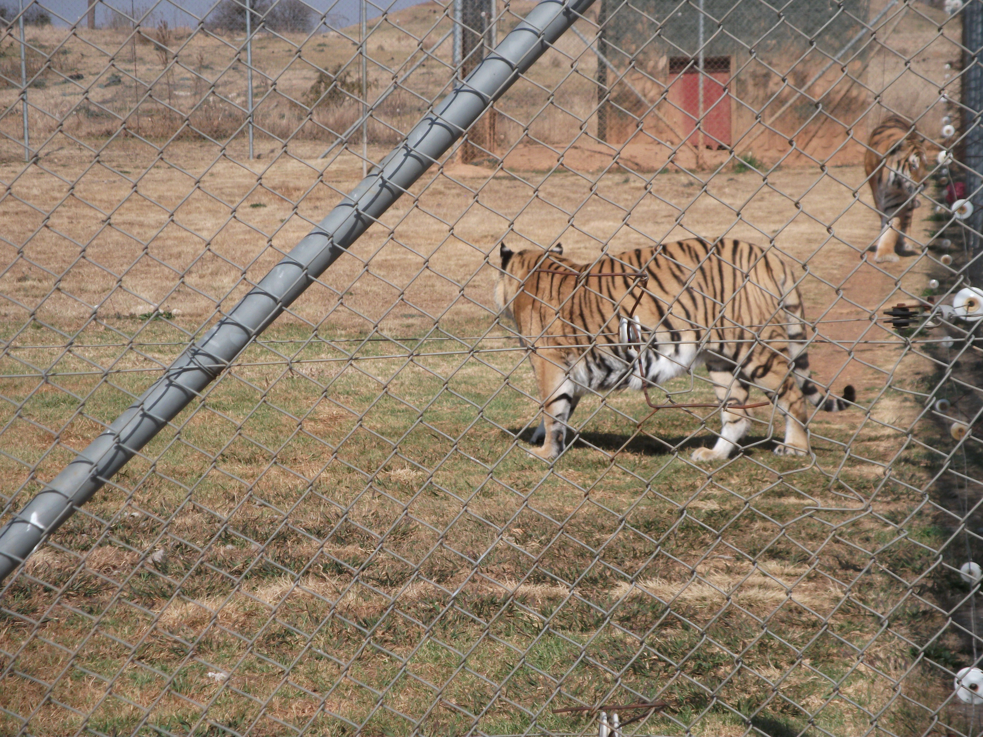 Tiere patroleer
