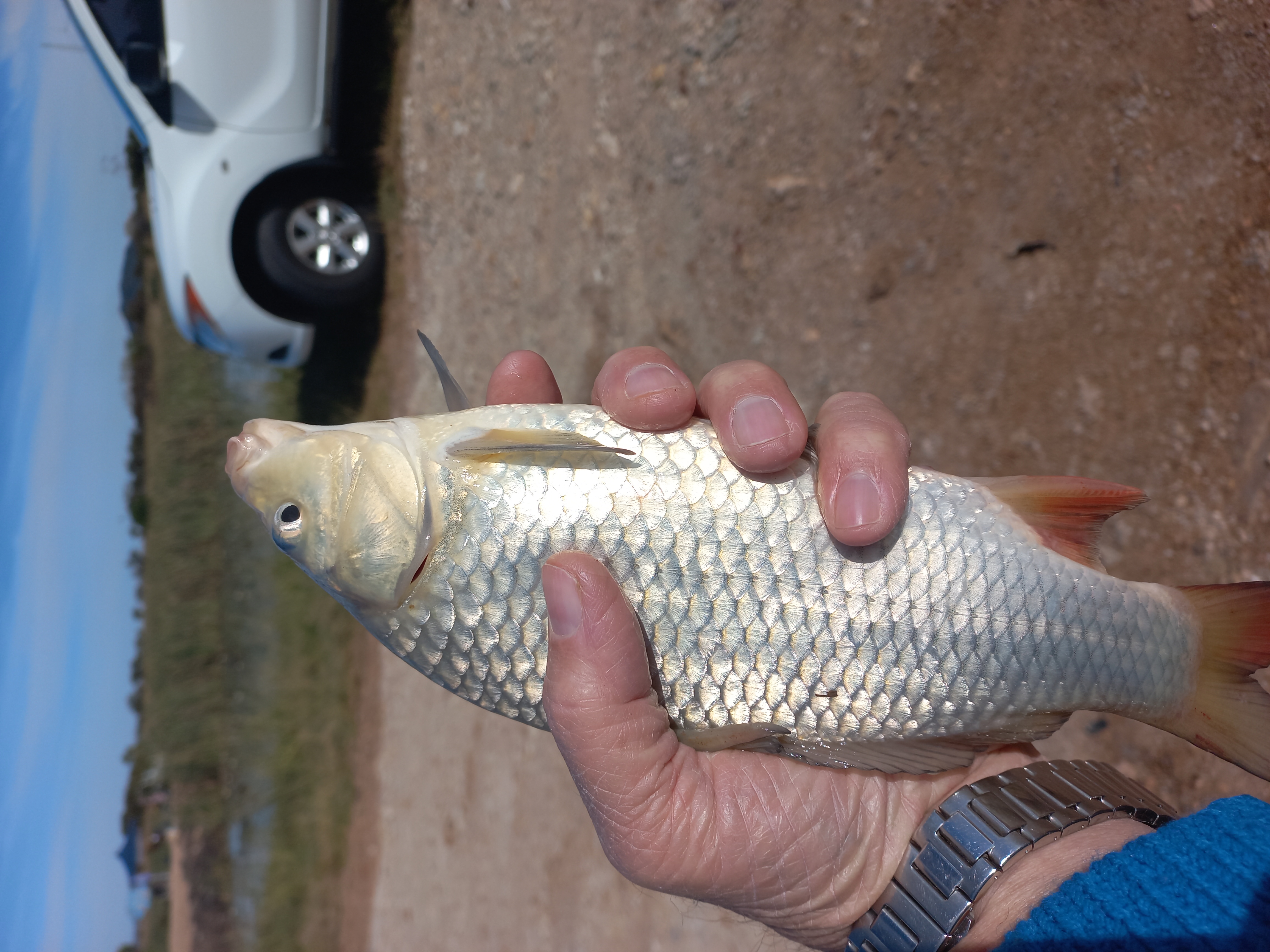 Ben 620gram Karp